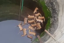 13 Deer Found Dead In Madhya Pradesh Well; Probe Underway as Officials Suspect Tragic Accident