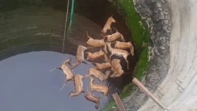 13 Deer Found Dead In Madhya Pradesh Well; Probe Underway as Officials Suspect Tragic Accident