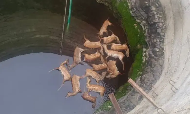13 Deer Found Dead In Madhya Pradesh Well; Probe Underway as Officials Suspect Tragic Accident
