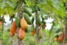Bumper Papaya Harvests with NSC's Hybrid 'Red Glow' Variety: Ideal for Rainy Season Sowing