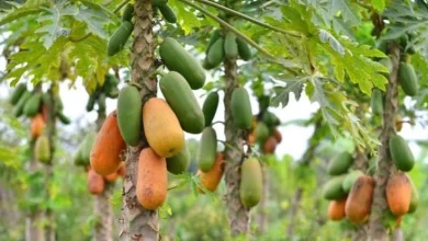 Bumper Papaya Harvests with NSC's Hybrid 'Red Glow' Variety: Ideal for Rainy Season Sowing