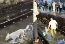 Mumbai Rains: Viral Video Shows Loco Pilot Halting Local Train For Stray Dog On Kurla Tracks
