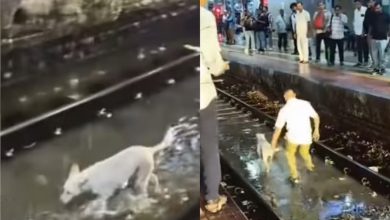 Mumbai Rains: Viral Video Shows Loco Pilot Halting Local Train For Stray Dog On Kurla Tracks