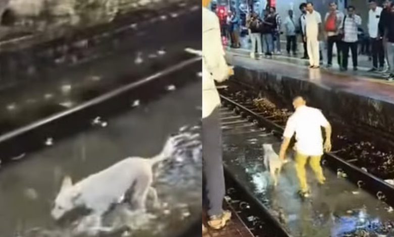 Mumbai Rains: Viral Video Shows Loco Pilot Halting Local Train For Stray Dog On Kurla Tracks