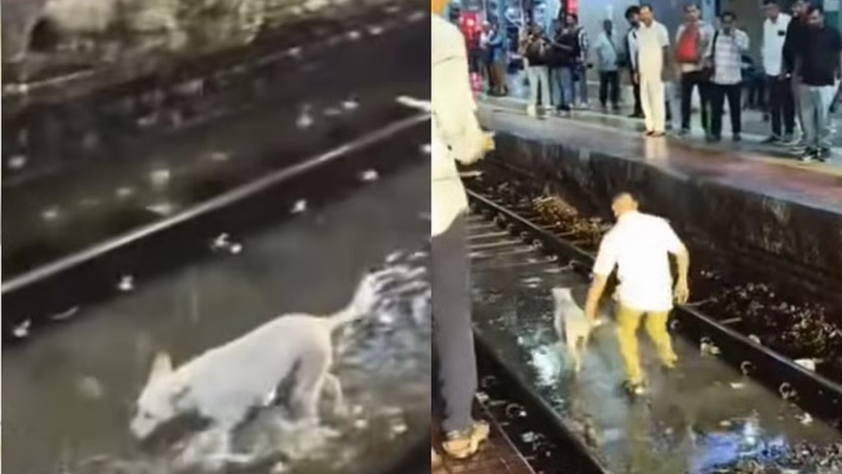 Mumbai Rains: Viral Video Shows Loco Pilot Halting Local Train For Stray Dog On Kurla Tracks