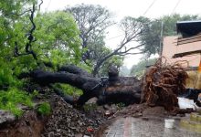 Nashik Rain: 107 mm Downpour Uproots 25 Trees, Waterlogging Disrupts Normal Life Across City