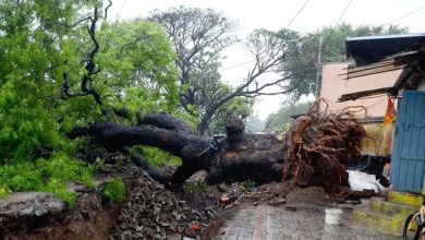 Nashik Rain: 107 mm Downpour Uproots 25 Trees, Waterlogging Disrupts Normal Life Across City