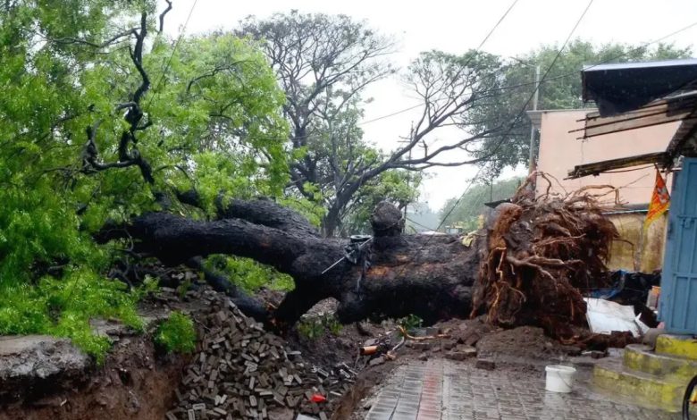 Nashik Rain: 107 mm Downpour Uproots 25 Trees, Waterlogging Disrupts Normal Life Across City