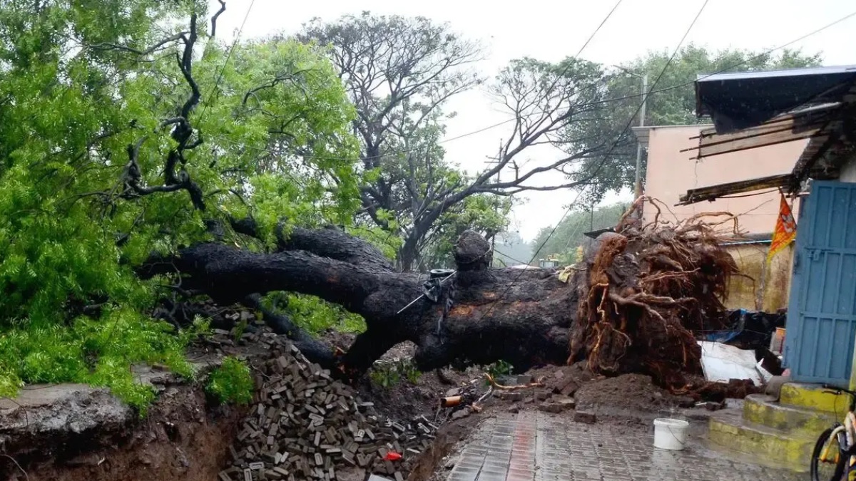 Nashik Rain: 107 mm Downpour Uproots 25 Trees, Waterlogging Disrupts Normal Life Across City