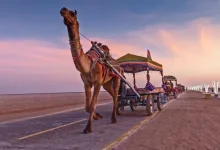 Rann Utsav 2026: A Complete Guide to Gujarat’s Vibrant Desert Festival
