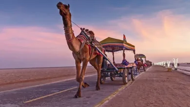 Rann Utsav 2026: A Complete Guide to Gujarat’s Vibrant Desert Festival