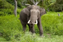 Elephants Trample 2 Women To Death In Jharkhand's Ramgarh