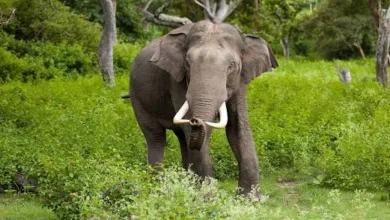 Elephants Trample 2 Women To Death In Jharkhand's Ramgarh