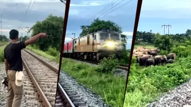 Rajdhani Express Halts in Assam as Elephant Herd Crosses Railway Track
