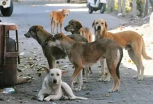 Keralam Govt Gives Nod To SOP For Euthanasia Of Rabid, Incurable Stray Dogs