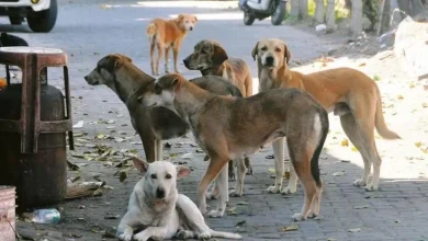 Keralam Govt Gives Nod To SOP For Euthanasia Of Rabid, Incurable Stray Dogs