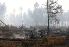 Wildfires Wreak Havoc In Belgium