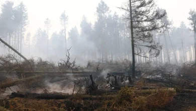 Wildfires Wreak Havoc In Belgium