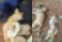 Nearly 20 Dead And Mutilated Cats Found In Mumbai, Probe Launched