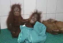 5 Baby Orangutans Rescued From Odisha, Trafficking Suspected
