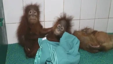 5 Baby Orangutans Rescued From Odisha, Trafficking Suspected