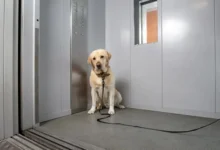 Dog In Lift, Fight Within Seconds: Ghaziabad Society Row Caught On CCTV