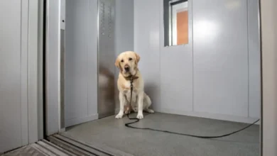 Dog In Lift, Fight Within Seconds: Ghaziabad Society Row Caught On CCTV
