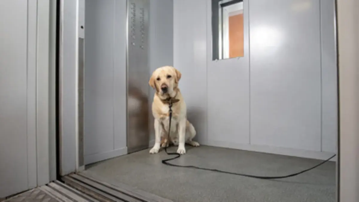 Dog In Lift, Fight Within Seconds: Ghaziabad Society Row Caught On CCTV