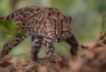 Leopardus tilcayo, the newly discovered tiny tiger cat species found in Bolivia