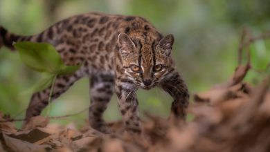 Leopardus tilcayo, the newly discovered tiny tiger cat species found in Bolivia