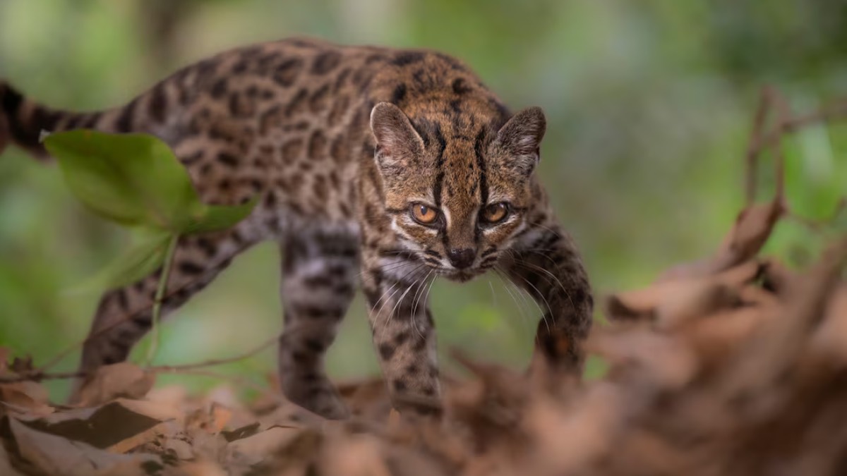 Leopardus tilcayo, the newly discovered tiny tiger cat species found in Bolivia