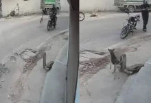 Dog Shot Dead After Barking In Lucknow: Was The Anger Dangerous For Others Too?
