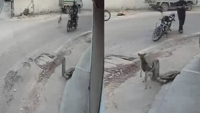 Dog Shot Dead After Barking In Lucknow: Was The Anger Dangerous For Others Too?